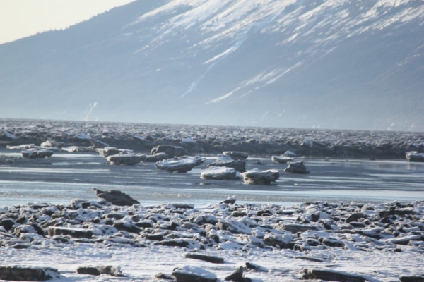 Chunks of ice floating around the inlet